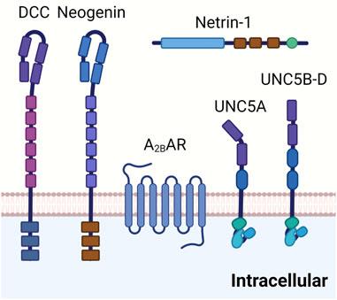 Alternative <mark class="highlighted">adenosine Receptor</mark> activation: The netrin-Adora2b link